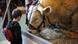 A young boy looks at a cow displayed during the 47th International Farm Show, 'Salon de l Agriculture', in Paris, France, 01 March 2010. The agriculture fair started on 27 February and runs through 07 March 2010. According to the international farm show's official website, an estimated 2,000 animals, 17,000 types of agricultural products and over 3,000 wines will be on display. EPA/YOAN VALAT +++(c) dpa - Bildfunk+++